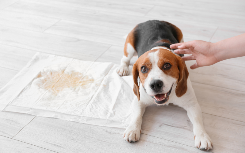 disposable underpads for pet disposable underpads for pet